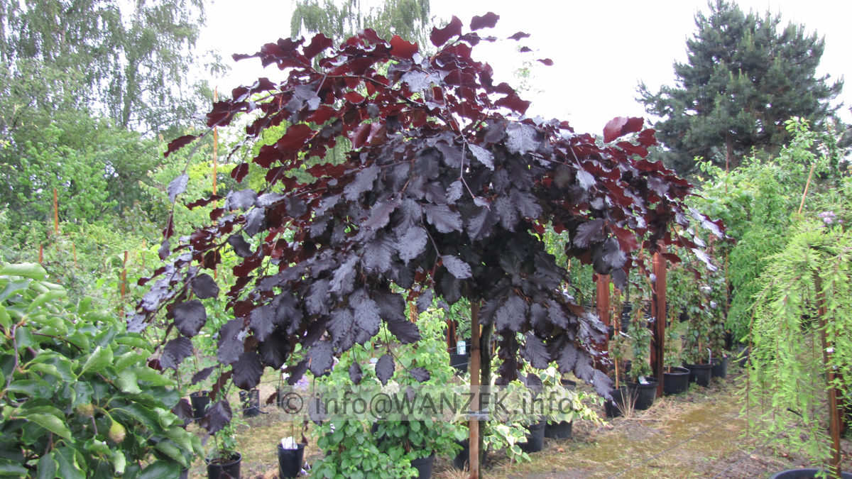 Fagus sylvatica Tortuosa Purpurea2.JPG